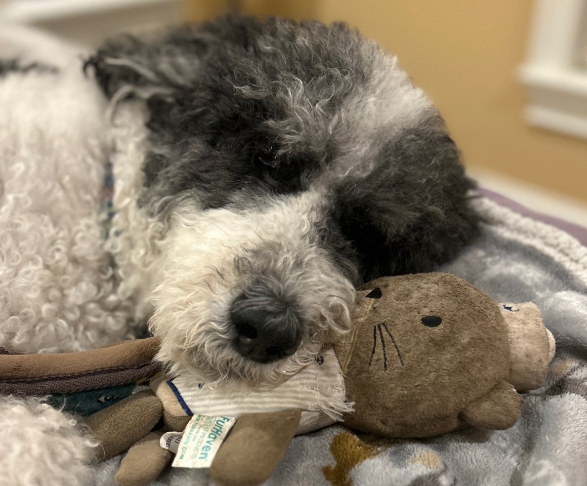 Otter, a black and white curly-coated dog, dozing with his chin resting on a small plush otter.
