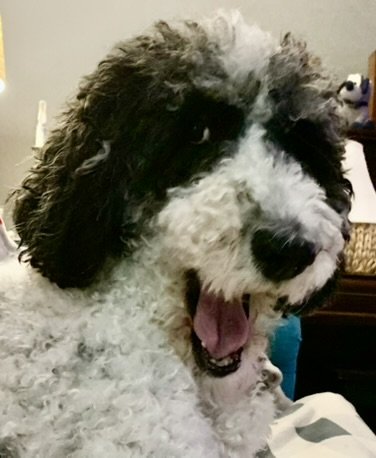 Otter, a curly black and white dog, grinning at the camera with his mouth open.