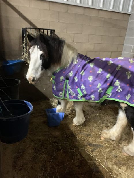 Hairy Harry, a black and white horse in a purple cactus-print blanket, standing in his stall with one front hoof planted in a blue feed bucket.