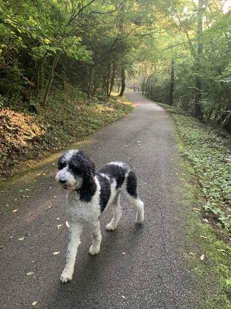 Otter, a curly black and white dog, trotting toward the camera on a shaded paved trail through green woods.