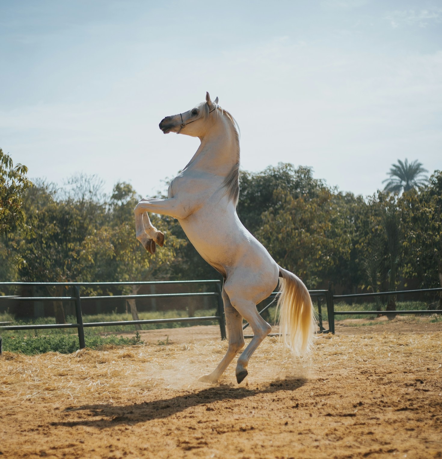 The Art of Personalized Horse-Themed Gifts